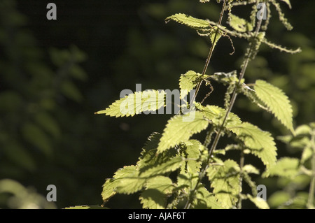 Brennessel Urtica Dioica. Stockfoto