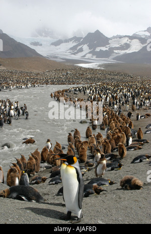 Königspinguine in St. Andrews Bay Rookery South Georgia die größte Kolonie in der Welt Stockfoto