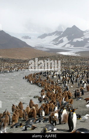 Königspinguin-Küken Abkühlung durch stehen im Fluss bei St. Andrews Bay Rookery South Georgia die größte Kolonie in der Welt. Stockfoto