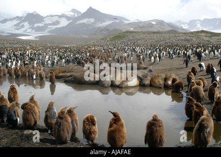 Baby Königspinguine und See-Elefanten in St. Andrews Bay South Georgia der Welt s größte rookery Stockfoto