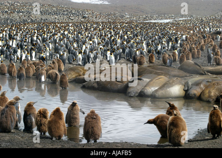 Baby Königspinguine und See-Elefanten in St. Andrews Bay South Georgia der Welt s größte rookery Stockfoto