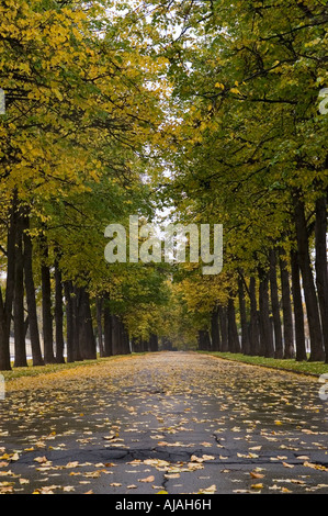 Herbstliche Allee von Linden bei regnerischem Wetter in Moskau Stockfoto