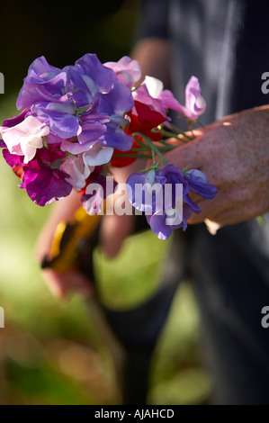 Frau im Garten halten Blumen Modell veröffentlicht Dorset England UK Stockfoto