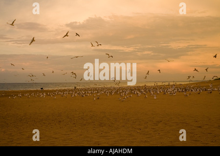 Möwen über Strand Beflockung Stockfoto