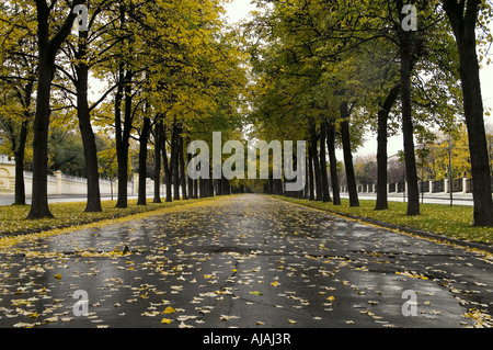 Herbstliche Allee von Linden bei regnerischem Wetter in Moskau Stockfoto