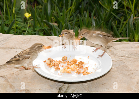 Vögel aus einem Teller Essen Stockfoto