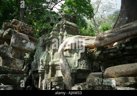 Dschungeltempel TA Phrom Kambodscha Angkor Wat Stockfoto