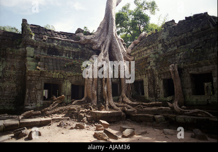 Dschungeltempel TA Phrom Kambodscha Angkor Wat Stockfoto