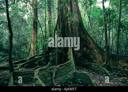 Die Basis eines riesigen Reifen Baum mit Wurzeln im Kakamega Forest im westlichen Kenia in Ostafrika Abstützung Stockfoto