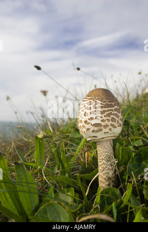 Braun und Creme Sonnenschirm Pilzzucht auf einer Wiese an einem Hang direkt am Meer. Stockfoto