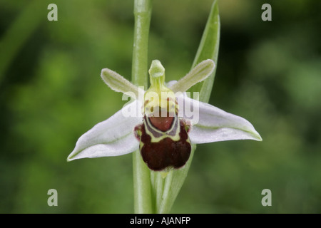 Einzelne Blume eine Biene Orchidee, Ophrys Apifera. Stockfoto
