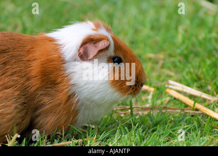 Ingwer und weißer Haustier Meerschweinchen Cavia Porcellus auf einem Rasen Stockfoto