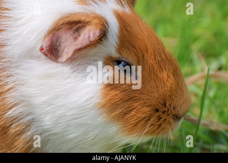 Ingwer und weißer Haustier Meerschweinchen Cavia Porcellus auf einem Rasen Stockfoto