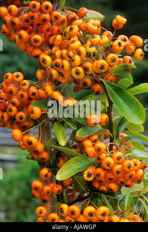 Pyracantha Saphyr Orange Syn Cadange Stockfoto