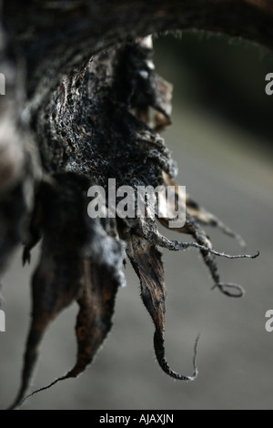Ein toter und verfallenden Sonnenblumen Makro. Stockfoto