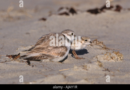 Piping Plover Erwachsene mit Küken (Charadrius Melodus) Stockfoto