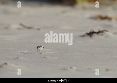 Piping Plover Küken (Charadrius Melodus) Stockfoto