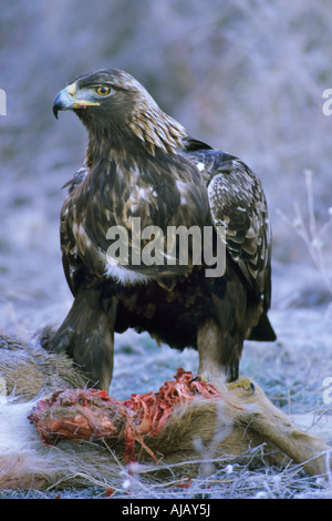 Golden Eagle (Aquila Chrysaetos) Fütterung Stockfoto