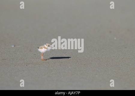 Piping Plover Küken (Charadrius Melodus) Stockfoto