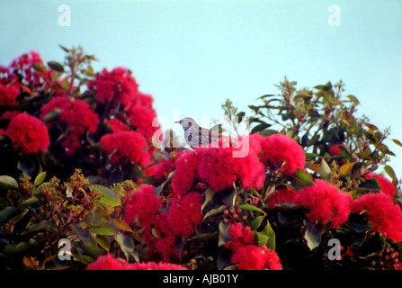 Unsicher ist die Art von Vogel hier gesehen, aber eine Sache sicher, das Baum, den, das er gewählt hat, eine sehr bunte und luxuriöses Nest bietet. Stockfoto