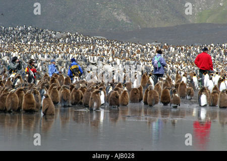 Touristen mit Königspinguine in St. Andrews Bay Rookery South Georgia die größte Kolonie in der Welt Stockfoto