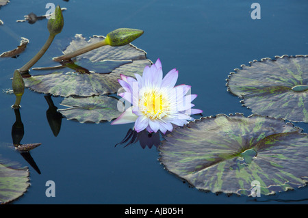 Nymphaea Star of Siam tropischen Seerose Botanischer Garten Stockfoto