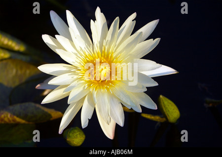 Nymphaea Star of Siam tropischen Seerose Botanischer Garten Stockfoto