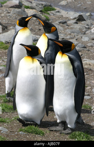 Königspinguine in St. Andrews Bay South Georgia der Welt s größte rookery Stockfoto