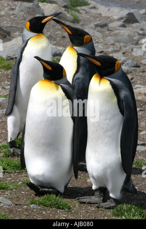 Königspinguine in St. Andrews Bay South Georgia der Welt s größte rookery Stockfoto