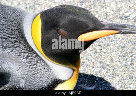 Hink Pinguine Rasse zu Tausenden an der St. Andrews Bay, Süd-Georgien, die größte Kolonie in der Welt Stockfoto