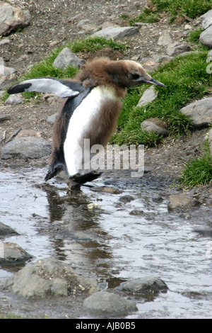 Hink Pinguine Rasse zu Tausenden an der St. Andrews Bay, Süd-Georgien, die größte Kolonie in der Welt Stockfoto