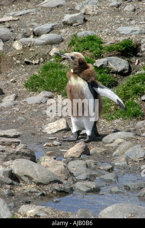 Hink Pinguine Rasse zu Tausenden an der St. Andrews Bay, Süd-Georgien, die größte Kolonie in der Welt Stockfoto