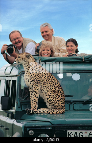 Weibliche Geparden sitzt auf der Motorhaube von einem Landrover Masai Mara National Reserve Kenia in Ostafrika Stockfoto