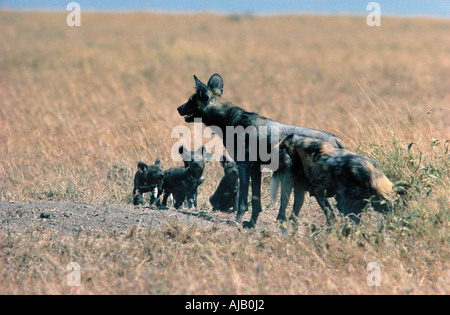 Männlichen afrikanischen Wildhund Geselligkeit mit seinen Welpen Masai Mara National Reserve Kenia in Ostafrika Stockfoto