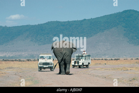 Reifen Sie von hinten gesehen, er nähert sich zwei Landrover Ngorongoro Krater Tansania Ostafrika Elefantenbullen Stockfoto