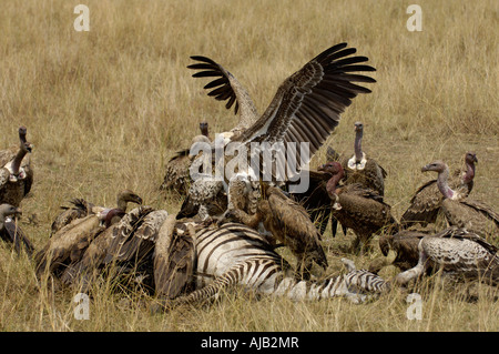 Ruppells Geier abgeschottet Rueppellii Masaii Mara Kenia im Kampf mit anderen Geier auf Zebra Kadaver Stockfoto