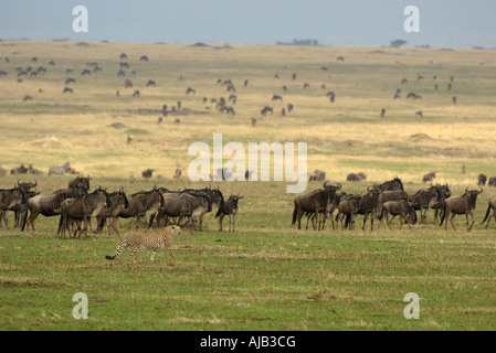 Gepard Acinonyx Jubatus Masaii Mara Kenia zu Fuß durch Herde von Wildebeast auf der Suche nach Nahrung Stockfoto