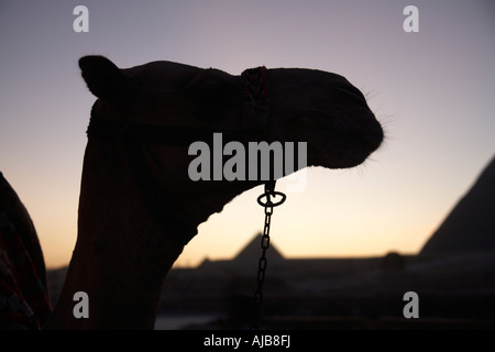 Kamel in der Silhouette mit Pyramiden in der Ferne in der Dämmerung oder in der Abenddämmerung in Gizeh Kairo Ägypten Afrika Stockfoto