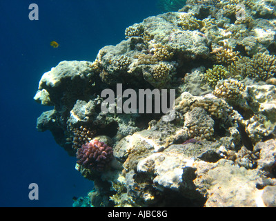 Unterwasser Tauchen Bild von Felsen und Algen im Roten Meer am Tauchplatz Canyon in der Nähe von Dahab Sinai Ägypten Stockfoto