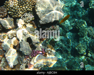 Unterwasser Tauchen Bild des Meeresbodens und Korallen im Roten Meer am Tauchplatz Canyon in der Nähe von Dahab Sinai Ägypten Stockfoto