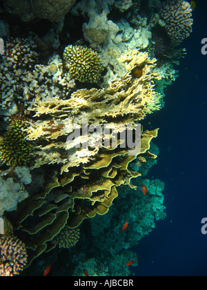 Unterwasser Tauchen Bild von Korallen im Roten Meer am Tauchplatz Canyon in der Nähe von Dahab Sinai Ägypten Stockfoto