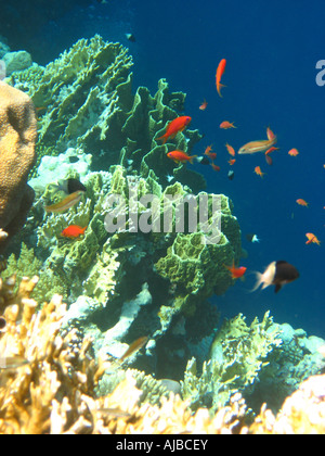 Unterwasser Tauchen Bild Fische schwimmen durch Korallen im Roten Meer am Tauchplatz Canyon in der Nähe von Dahab Sinai Ägypten Stockfoto