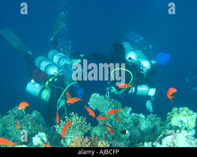 Unterwasser Tauchen Bild von zwei Taucher am Korallenriff im Roten Meer am Tauchplatz Canyon in der Nähe von Dahab Sinai Ägypten Stockfoto