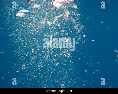 Unterwasser Tauchen Bild von Luftblasen im Roten Meer am Tauchplatz Canyon in der Nähe von Dahab Sinai Ägypten Stockfoto