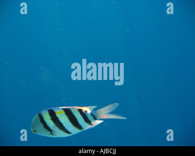 Unterwasser Tauchen Bild von einem Sergeant Major Abudefduf Inselbogens im Roten Meer am Tauchplatz Canyon in der Nähe von Dahab Sinai Ägypten Stockfoto