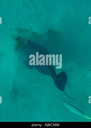 Unterwasser Tauchen Bild eines Triggers Fische Jagd am Meeresgrund im Roten Meer Inseln Tauchplatz in der Nähe von Dahab Sinai Ägypten Stockfoto