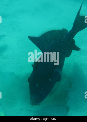 Unterwasser Tauchen Bild eines Triggers Fische Jagd am Meeresgrund im Roten Meer Inseln Tauchplatz in der Nähe von Dahab Sinai Ägypten Stockfoto