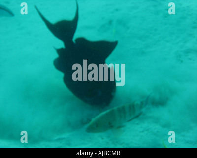 Unterwasser Tauchen Bild eines Triggers Fische Jagd am Meeresgrund im Roten Meer Inseln Tauchplatz in der Nähe von Dahab Sinai Ägypten Stockfoto