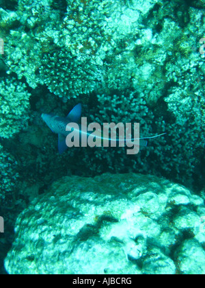 Unterwasser Tauchen Bild eines Fisches unter Korallen im Roten Meer auf den Inseln Tauchplatz in der Nähe von Dahab Sinai Ägypten Stockfoto