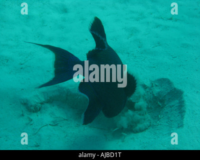 Unterwasser Tauchen Bild von einem blauen Trigger Fisch Pseudobalistes Fuscus im Roten Meer Inseln Tauchplatz in der Nähe von Dahab Sinai Ägypten Stockfoto